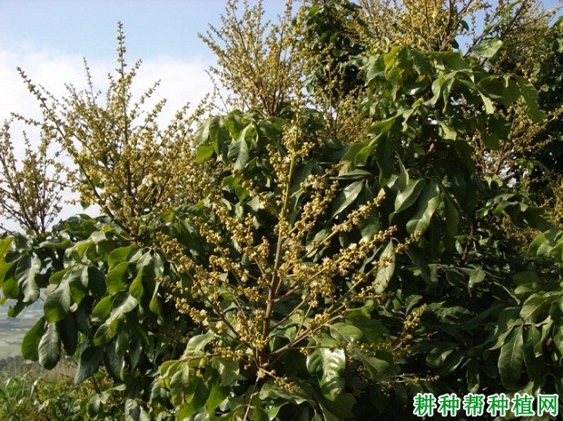 龙眼树开花有什么特点? 龙眼树开花有什么特点?
