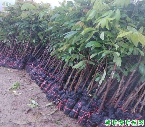 选购龙眼苗需要注意什么? 选购龙眼苗需要注意什么?