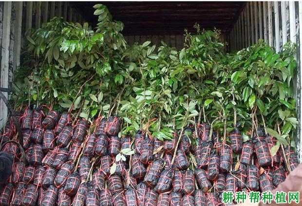 选购龙眼苗需要注意什么? 选购龙眼苗需要注意什么?