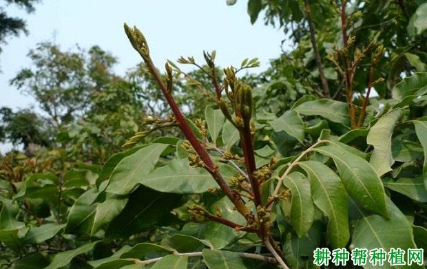 龙眼树枝梢的生长习性是怎么样？