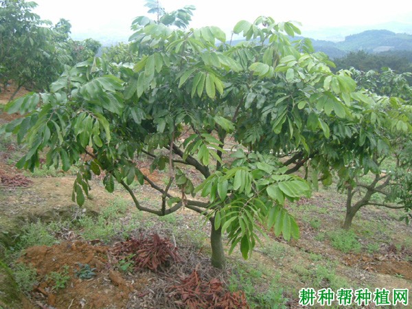 龙眼树枝梢的生长习性是怎么样？