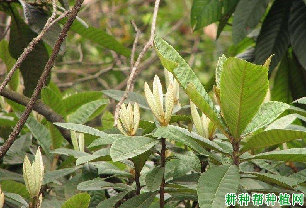 枇杷树的枝梢有什么特点? 枇杷树的枝梢有什么特点?