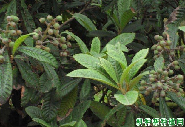 枇杷树的枝梢有什么特点? 枇杷树的枝梢有什么特点?