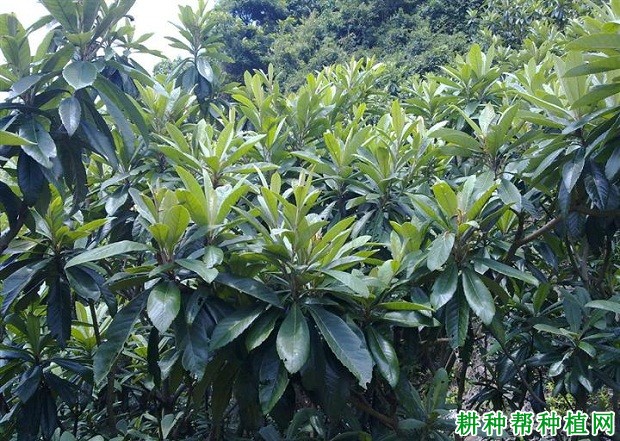 枇杷树的枝梢有什么特点? 枇杷树的枝梢有什么特点?