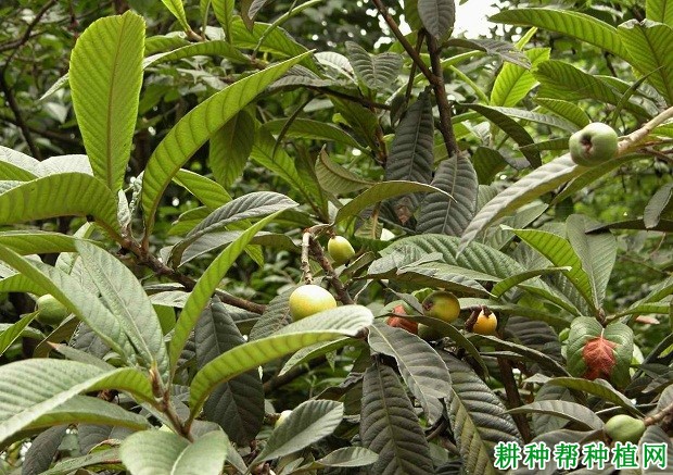 枇杷树的枝梢有什么特点? 枇杷树的枝梢有什么特点?