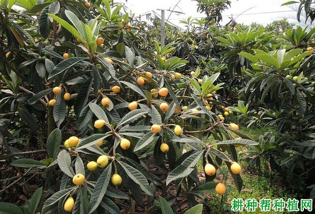 洛阳青枇杷品种好不好? 洛阳青枇杷品种好不好?