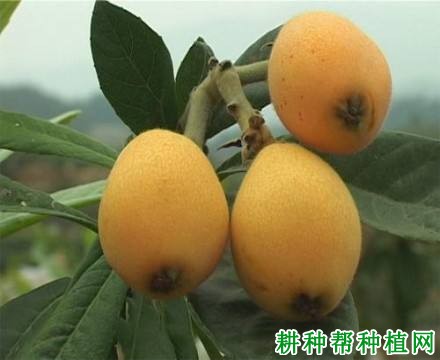 洛阳青枇杷品种好不好? 洛阳青枇杷品种好不好?