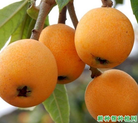 红灯笼枇杷品种好不好? 红灯笼枇杷品种好不好?