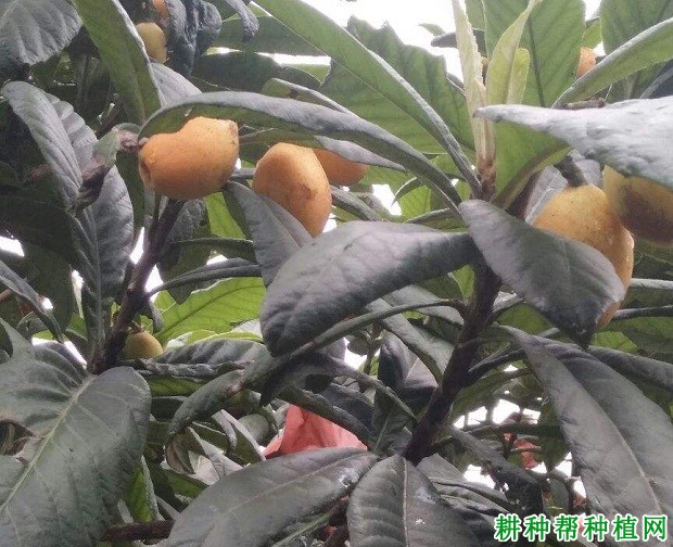 红灯笼枇杷品种好不好? 红灯笼枇杷品种好不好?