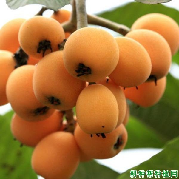 红灯笼枇杷品种好不好? 红灯笼枇杷品种好不好?