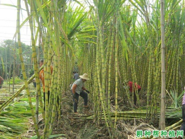 闽引黄皮果蔗品种好不好? 闽引黄皮果蔗品种好不好?