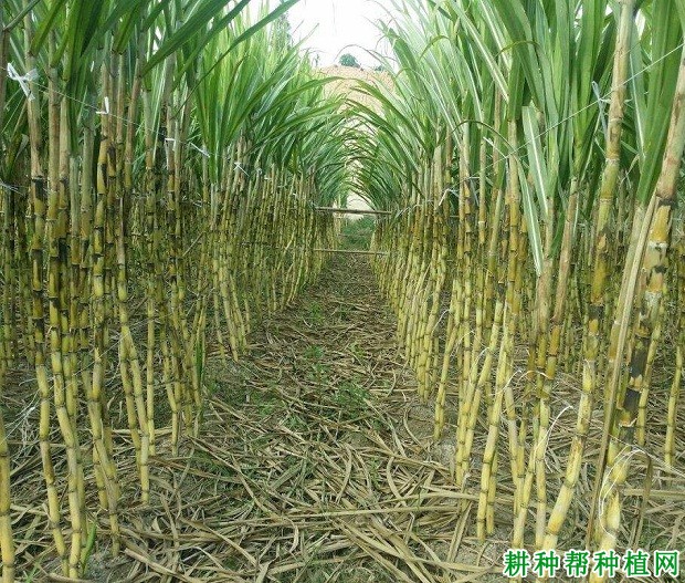 闽引黄皮果蔗品种好不好? 闽引黄皮果蔗品种好不好?