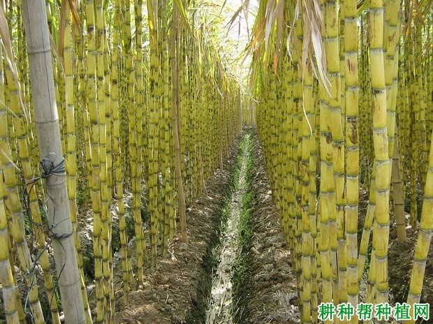 闽引黄皮果蔗品种好不好? 闽引黄皮果蔗品种好不好?