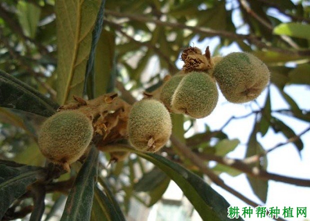 枇杷果实生长过程是怎么样？