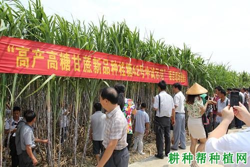 桂糖42号甘蔗品种好不好？