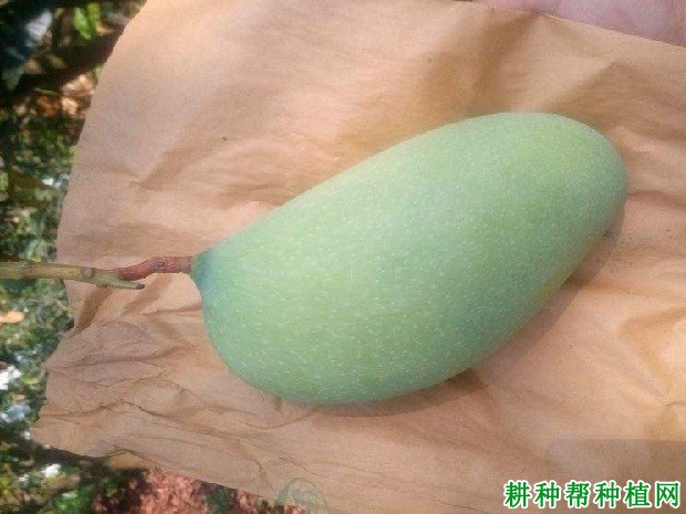 桂热芒10号芒果品种好不好? 桂热芒10号芒果品种好不好?