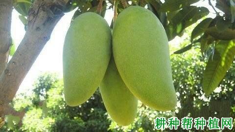 桂热芒10号芒果品种好不好? 桂热芒10号芒果品种好不好?