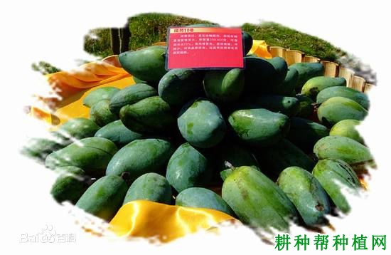桂热芒10号芒果品种好不好? 桂热芒10号芒果品种好不好?