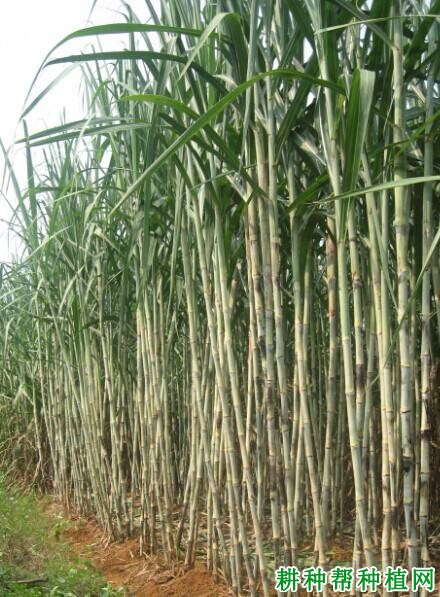 桂糖32号甘蔗品种好不好? 桂糖32号甘蔗品种好不好?