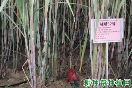 桂糖32号甘蔗品种好不好? 桂糖32号甘蔗品种好不好?