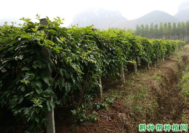 吉龙1号百香果品种好不好? 吉龙1号百香果品种好不好?