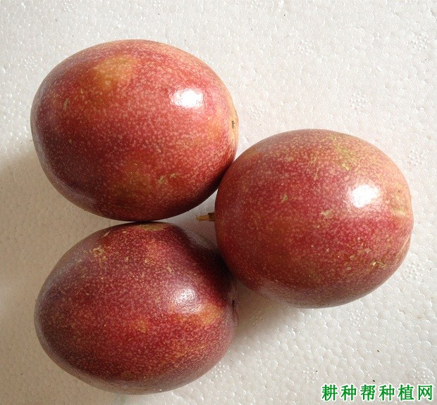 吉龙1号百香果品种好不好? 吉龙1号百香果品种好不好?