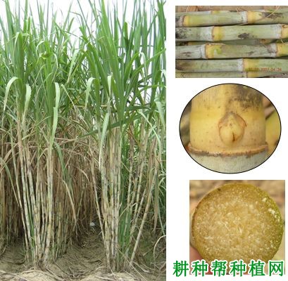桂糖32号甘蔗品种好不好? 桂糖32号甘蔗品种好不好?