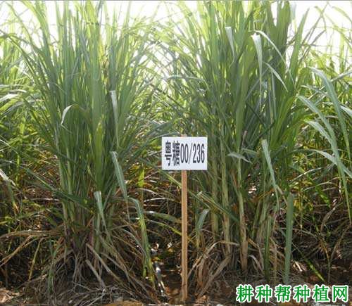 粤糖00-236甘蔗品种好不好? 粤糖00-236甘蔗品种好不好?