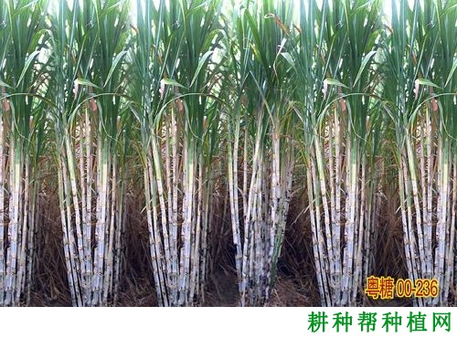 粤糖00-236甘蔗品种好不好? 粤糖00-236甘蔗品种好不好?