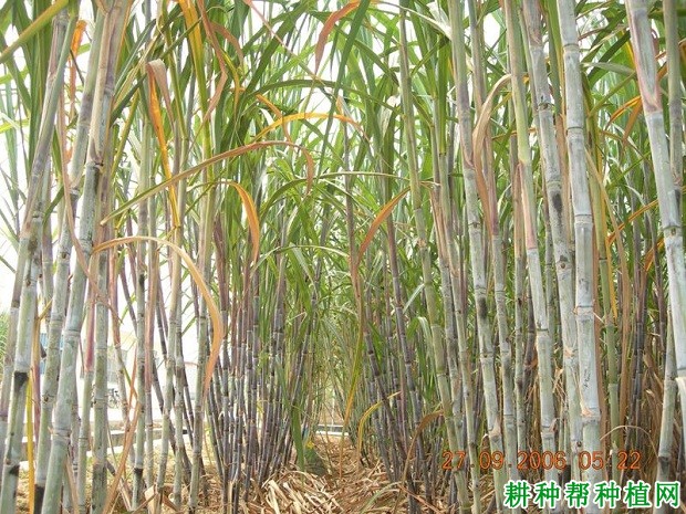 桂糖30甘蔗品种好不好? 桂糖30甘蔗品种好不好?