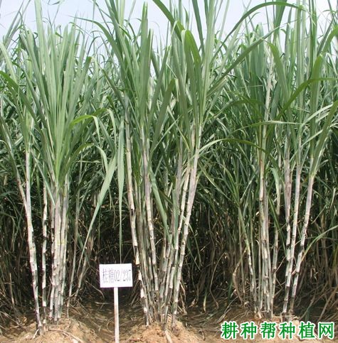 桂糖30甘蔗品种好不好? 桂糖30甘蔗品种好不好?