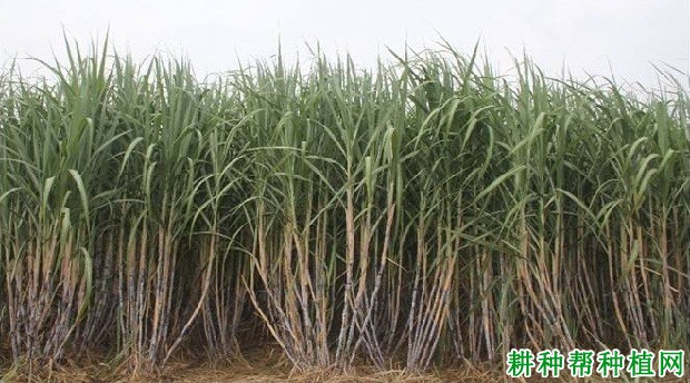 福农91-4710甘蔗品种好不好? 福农91-4710甘蔗品种好不好?