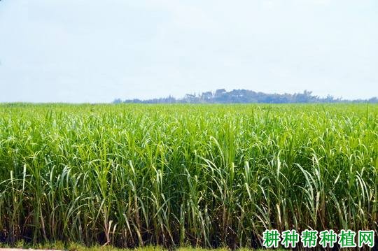 粤糖04-252甘蔗品种好不好? 粤糖04-252甘蔗品种好不好?