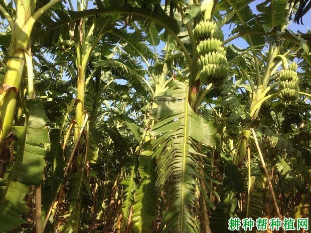粉杂1号粉蕉品种好不好? 粉杂1号粉蕉品种好不好?