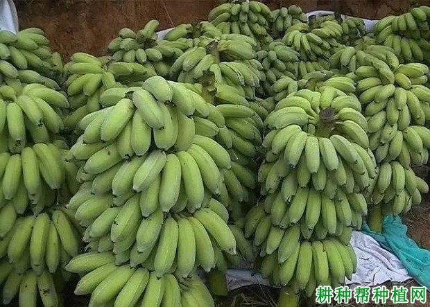 粉杂1号粉蕉品种好不好? 粉杂1号粉蕉品种好不好?