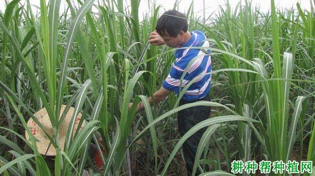 粤糖04-252甘蔗品种好不好? 粤糖04-252甘蔗品种好不好?