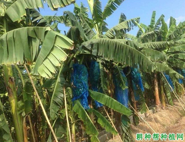 中粉1号粉蕉品种好不好? 中粉1号粉蕉品种好不好?