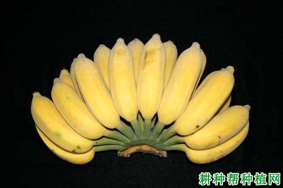 中粉1号粉蕉品种好不好? 中粉1号粉蕉品种好不好?