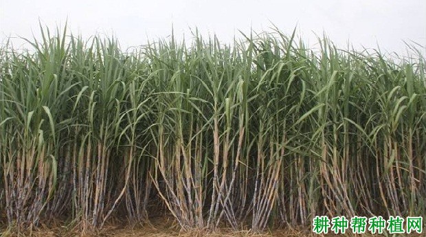 福农41号甘蔗品种好不好? 福农41号甘蔗品种好不好?
