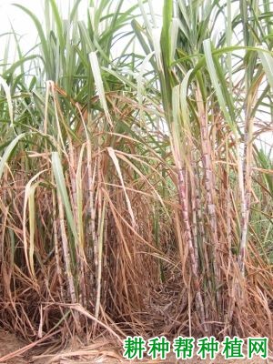 桂糖44号甘蔗品种好不好? 桂糖44号甘蔗品种好不好?