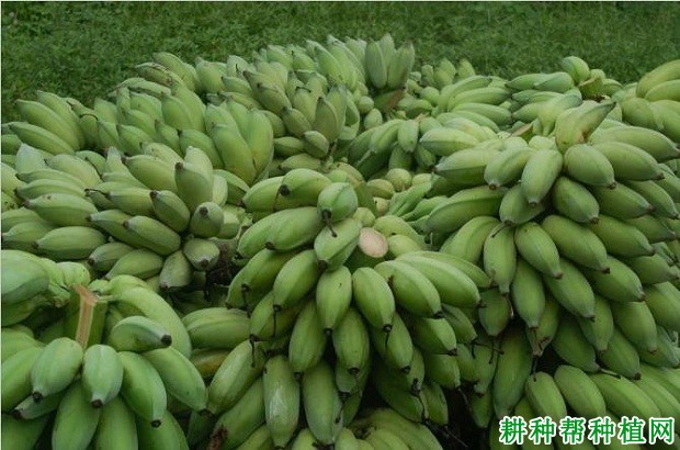 金粉1号粉蕉品种好不好? 金粉1号粉蕉品种好不好?