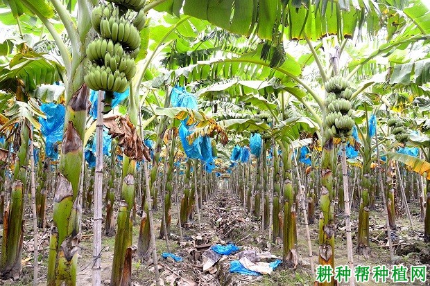 金粉1号粉蕉品种好不好? 金粉1号粉蕉品种好不好?