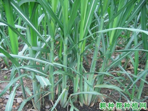 桂糖44号甘蔗品种好不好? 桂糖44号甘蔗品种好不好?