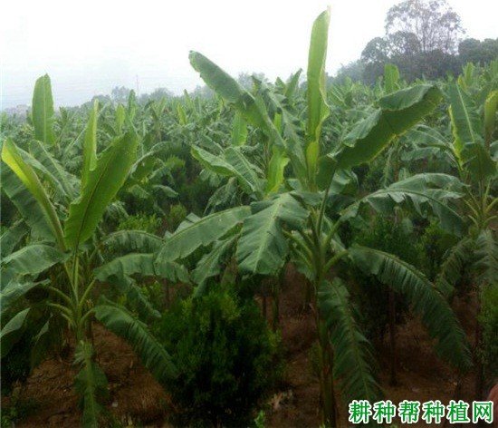 金粉1号粉蕉品种好不好? 金粉1号粉蕉品种好不好?