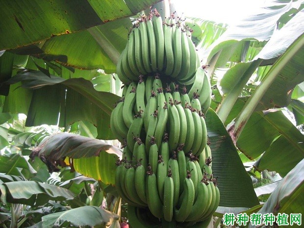 中蕉2号香蕉品种好不好? 中蕉2号香蕉品种好不好?