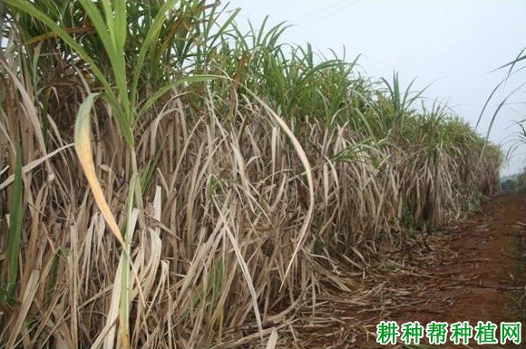 粤糖94-128甘蔗品种好不好? 粤糖94-128甘蔗品种好不好?