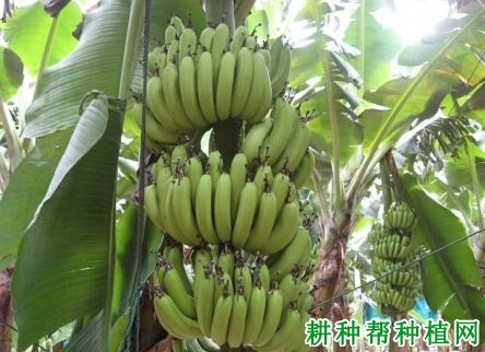 桂蕉1号香蕉品种好不好? 桂蕉1号香蕉品种好不好?