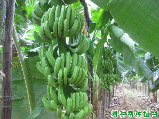 桂蕉1号香蕉品种好不好? 桂蕉1号香蕉品种好不好?