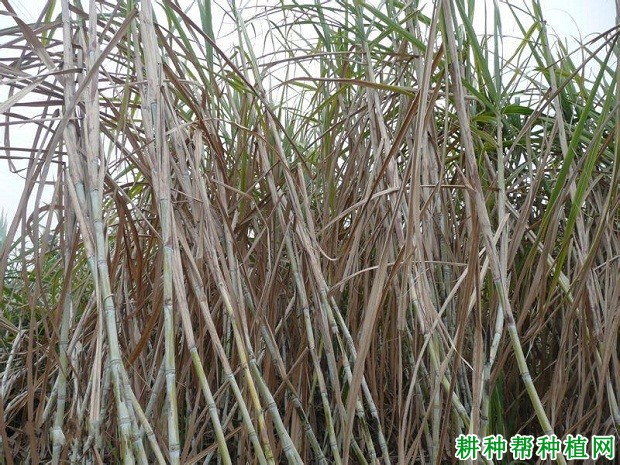 柳糖一号甘蔗品种好不好? 柳糖一号甘蔗品种好不好?