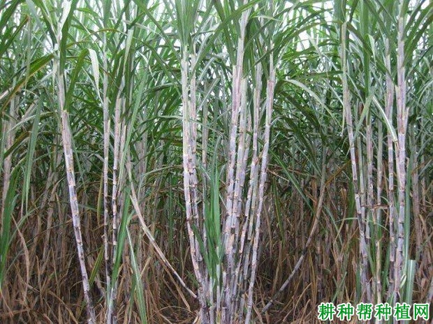 桂柳二号甘蔗品种好不好? 桂柳二号甘蔗品种好不好?